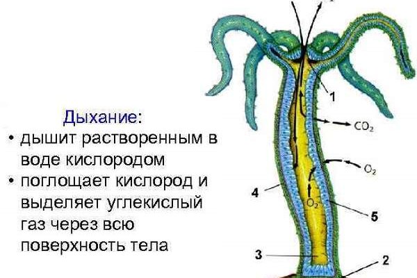 Кракен 22